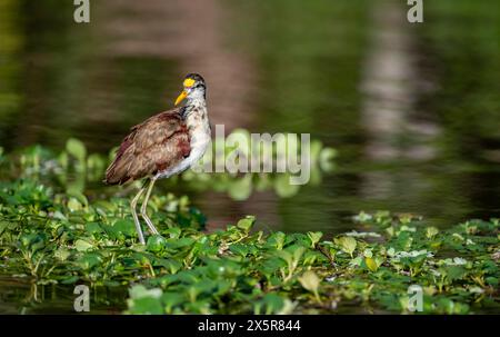 Northern jacana (Jacana spinosa), female standing on floating plants in the water, Tortuguero National Park, Costa Rica Stock Photo