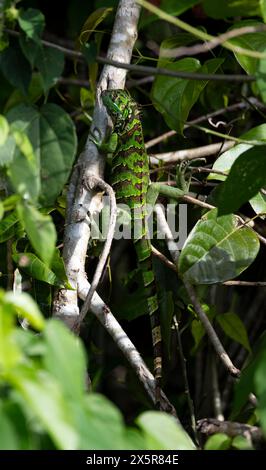 Green iguana (Iguana iguana) sitting on a tree trunk, juvenile, Tortuguero National Park, Costa Rica Stock Photo