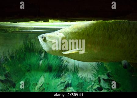 a silver arowana fish in aquarium Stock Photo