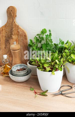 A collection of fresh herbs in pots align neatly on a wooden kitchen counter alongside a cutting board, a bottle of olive oil, a wooden salt shaker, a Stock Photo