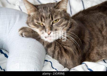 A tabby cat lies on a bed in pillows and looks at the camera. High quality photo Stock Photo