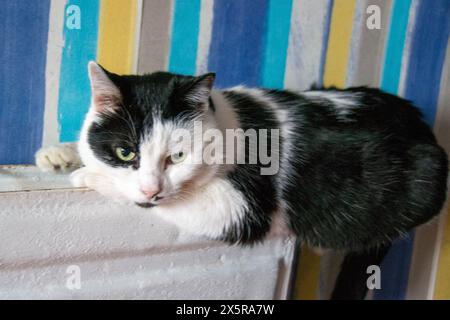 A white cat with black spots lies on a white radiator and looks at the camera. Blue background. High quality photo Stock Photo