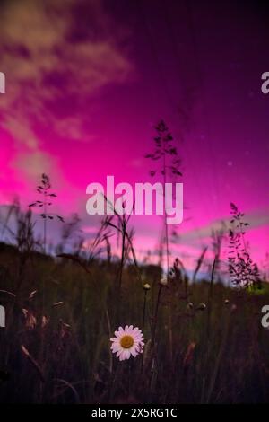 Daisy flower with spectacular northern light in the background, rare sighting of Aurora borealis near Ljubljana, the capital city of Slovenia Stock Photo