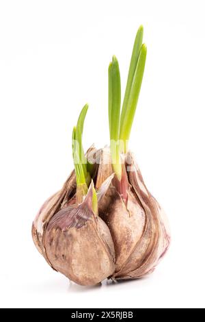 Single Old big Sprouted Garlic bulb with fresh green sprouts on white background Stock Photo