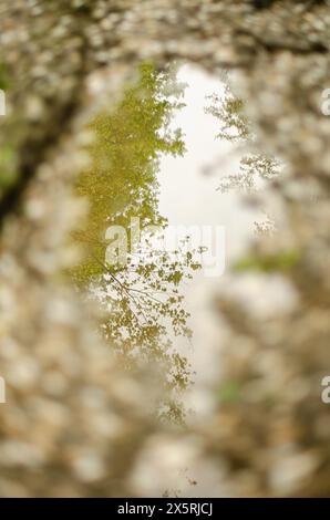 The puddle of water with tall tree reflecting off water surface. High quality photo Stock Photo