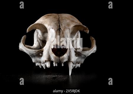 Cat skull one fang canine horrific view partial focus mood on the black background Stock Photo