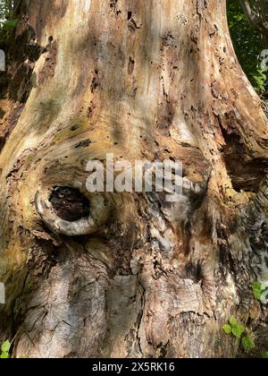 Old and dead tree stump on ground Stock Photo