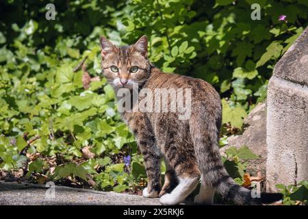 Brown and white tabby cat looking at the camera outdoor in a garden setting Stock Photo