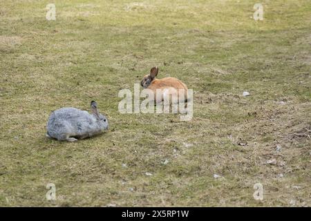 Two Rabbits Sitting on Top of a Grass Covered Field Stock Photo
