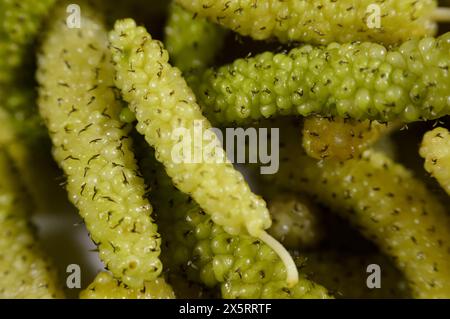White Shahtoot Mulberry fruits, Long Morus nigra or alba edible fruit, Called also toot, superior mulberries, Morus is a genus of 10–16 species of tre Stock Photo