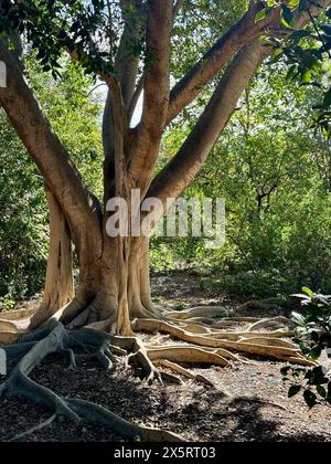 A big weeping fig (ficus benjamina) at sunset. Stock Photo