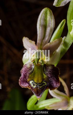 Flowering Ophrys elegans hybrid, a terrestrial bee orchid on Cyprus Stock Photo