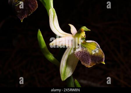 Flower of an Ophrys elegans hybrid, a terrestrial  bee orchid on Cyprus Stock Photo