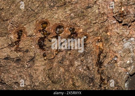 Yellow Bellied Sapsucker Tree Damage Stock Photo