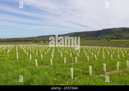 Newly planted grape vines, Surrey, England. Stock Photo