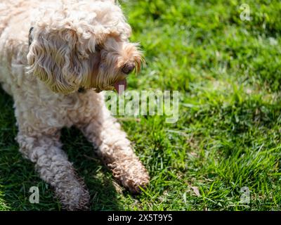 Cockapoo dog lying on grass on sunny day Stock Photo