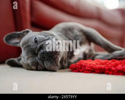 French Bulldog sleeping on floor Stock Photo