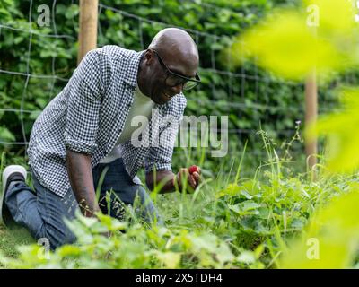 Mature man picking strawberries in garden Stock Photo