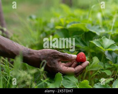 Man picking strawberries in garden Stock Photo