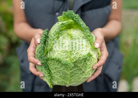 Close-up of woman holding homegrown cabbage in urban garden Stock Photo