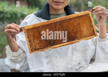 Close-up of female beekeeper holding frame from beehive in urban garden Stock Photo