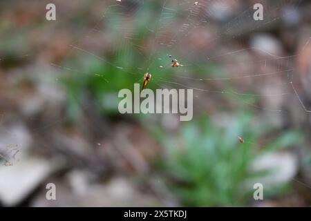 A very small brownish orange colored Cyclosa genus spider sits on its web. This genus spiders commonly known as the trashline orb weavers Stock Photo