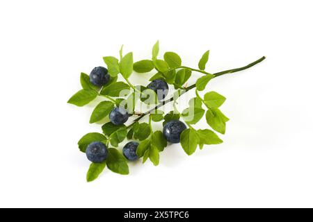 Fresh Blueberries on Branch with Green Leaves Stock Photo