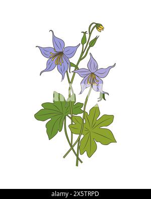 Columbine wild flower hand drawn vector art  Stock Vector