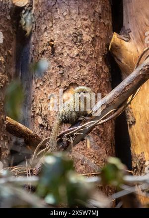 Pygmy marmoset Cebuella pygmaea at the Biblical Zoo in Jerusalem, Israel. High quality photo Stock Photo