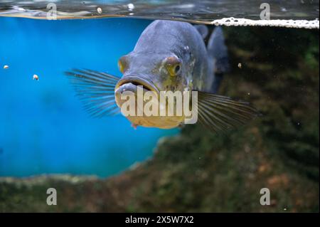 Giant grouper or brown spotted grouper fish swimming under green sea water with sun lighting. High quality photo Stock Photo