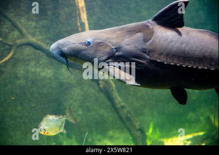 Sturgeon fish are anadromous in a large aquarium. High quality photo Stock Photo