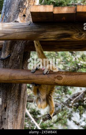 Golden Snub-nosed Monkey at the Jerusalem Biblical Zoo in Israel. High quality photo Stock Photo