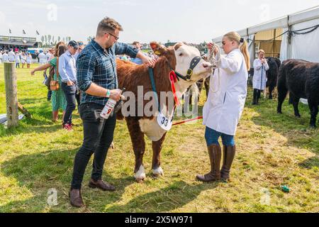 Ayr, UK. 11th May, 2024. Thousands of spectators and visitors attended the 179th Annual Ayr County Show in a warm and sunny May day. The show, one of the biggest county and farming show in Scotland had exhibitions and competitions for all aspects of faming and country life, including cattle and sheep judging, horse gymkhana and tug-of-war competitions between Young Farmer groups. Credit: Findlay/Alamy Live News Stock Photo