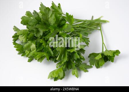 Vibrant green parsley leaves arranged neatly on a clean white surface Stock Photo