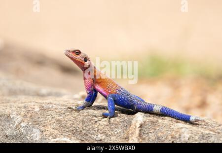 Common or Rainbow Agama Lizard Stock Photo