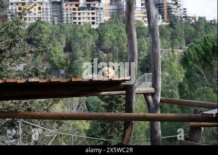 Golden Snub-nosed Monkey at the Jerusalem Biblical Zoo in Israel. High quality photo Stock Photo