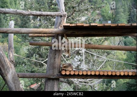 Golden Snub-nosed Monkey at the Jerusalem Biblical Zoo in Israel. High quality photo Stock Photo