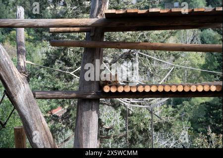 Golden Snub-nosed Monkey at the Jerusalem Biblical Zoo in Israel. High quality photo Stock Photo