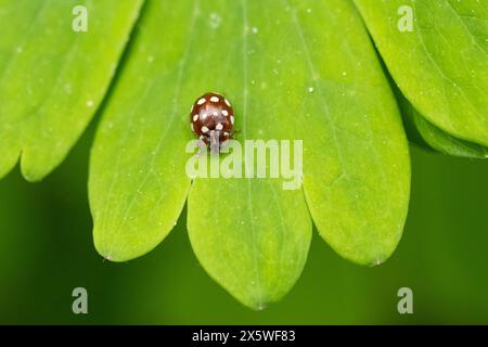 Cream spotted ladybird - Calvia quatuordecimguttata - on aquilegia leaf in UK garden Stock Photo