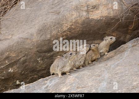 Rock Hyrax Stock Photo