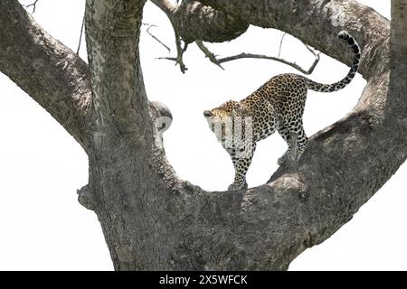 Female African leopard standing on a tree branch. Masai Mara Game Reserve, Kenya. Stock Photo