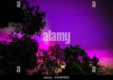 Aurora Borealis in the rear garden of a house in Lixwm, Flintshire with scots pine trees silouetted against the colourful sky Stock Photo