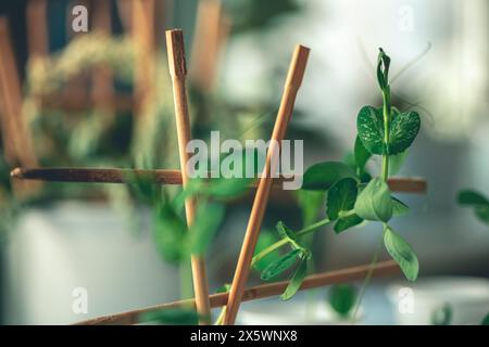 Pea seedlings in a cup on the windowsill of the house Stock Photo