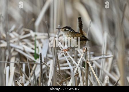 A Marsh Wren (Cistothorus palustris) standing on cattails in a marsh in Michigan, USA. Stock Photo