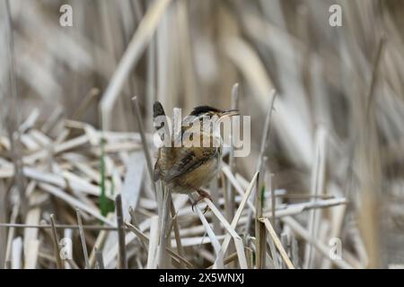 A Marsh Wren (Cistothorus palustris) standing on cattails in a marsh in Michigan, USA. Stock Photo