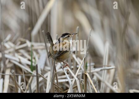 A Marsh Wren (Cistothorus palustris) standing on cattails in a marsh in Michigan, USA. Stock Photo