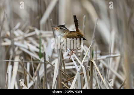 A Marsh Wren (Cistothorus palustris) standing on cattails in a marsh in Michigan, USA. Stock Photo