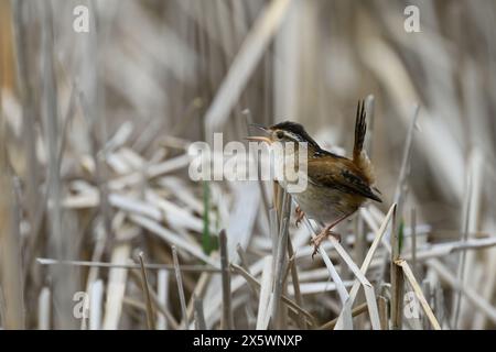 A Marsh Wren (Cistothorus palustris) standing on cattails in a marsh in Michigan, USA. Stock Photo