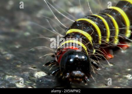 Detailed macro shot of Delias pasithoe curasena larvae. The colors are bright and the textures are clearly visible. In Wulai, New Taipei City. Stock Photo