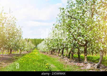 Blossoming Apple orchard. Apple trees in row in farm in spring time. Seedling nursery. Concept of spring sowing, agriculture, field work and technolog Stock Photo